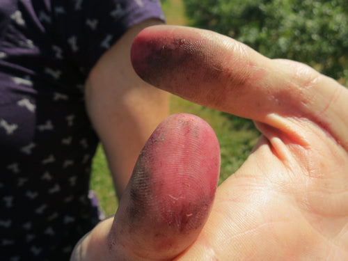 fingers stained from berry picking