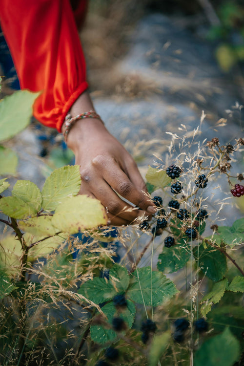 hand picking wild blackberries