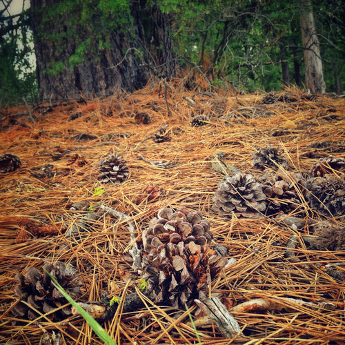 a view of a pine forest floor with needles and cones