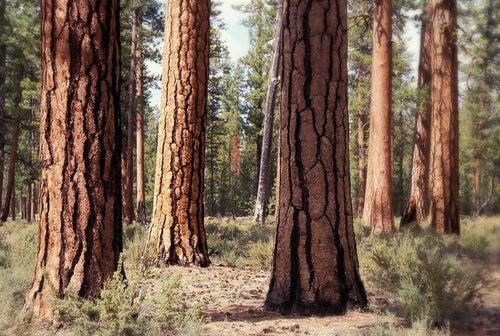 a stand of ponderosa pine trees
