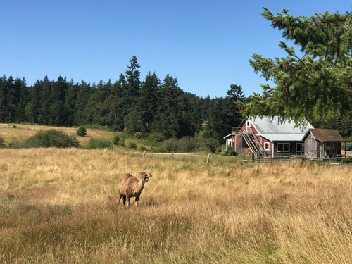 a famous San Juan Island camel in a field with a farm house in the background
