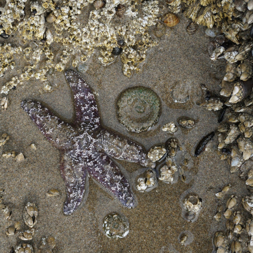 tidepool on an overcast day